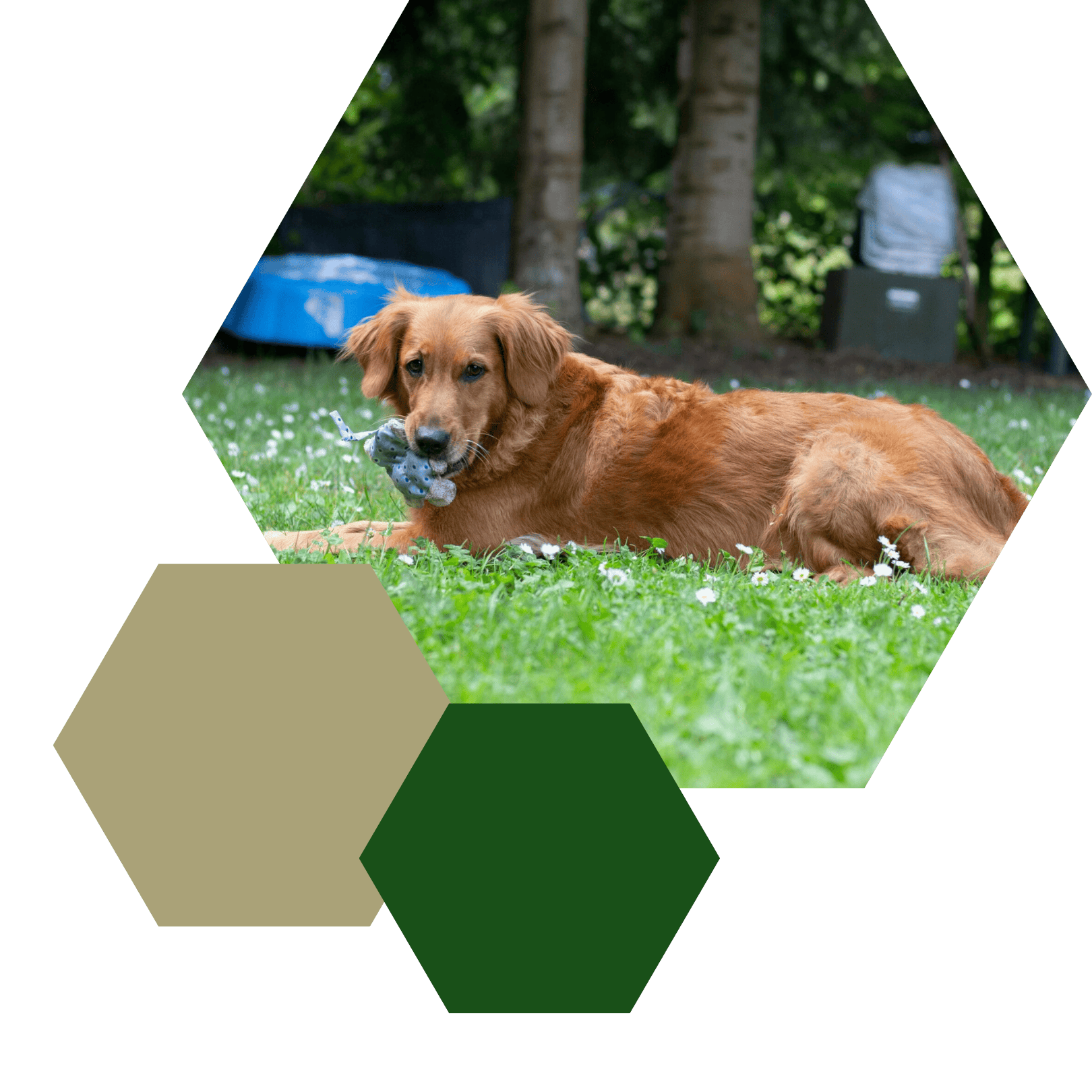 Golden retriever med legetøj ligger i græsset