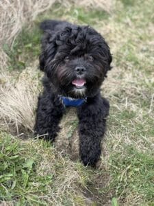 Sort, krøllet hund i græsset med blå sele